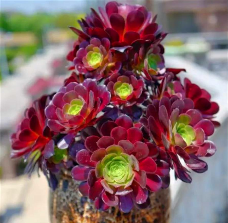 捧花状|把法师养成捧花状，无非做好4件事，3个月爆头上色，颜值逆袭