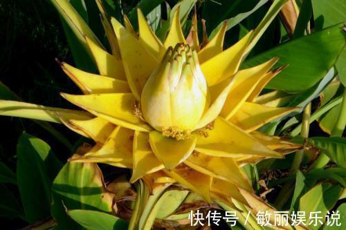 五树六花|老花农都爱养的四大辟邪花卉,养一盆避邪镇宅,你家养了没?