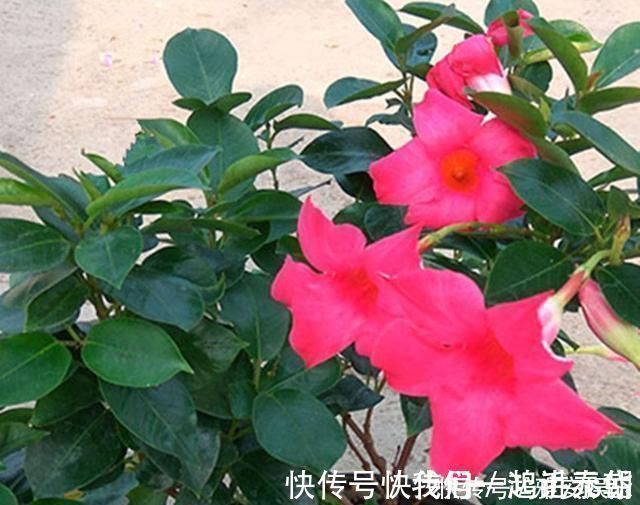 虫子|花盆里有虫子怎么办教你一招，让花盆内永远不生虫
