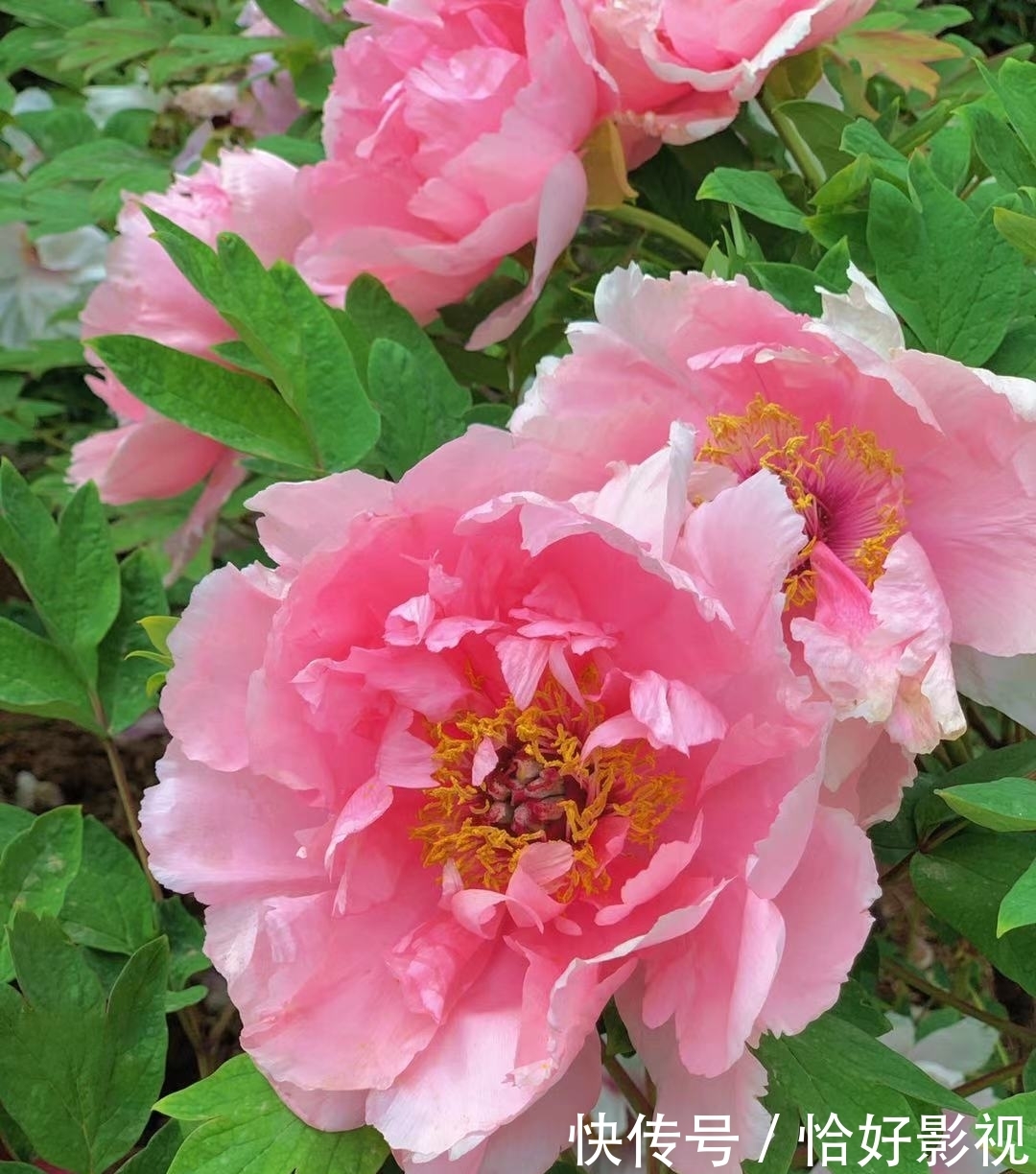 同是宣传家乡牡丹:孟美岐严肃用心,王一博只说四句话点赞翻倍