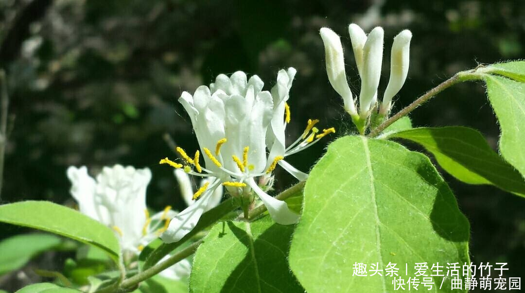 金银花和山银花的区别,认识一下,根据需要,可以区分就好