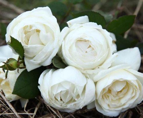 4种花超漂亮的,养家里花朵一茬又一茬,好养易活