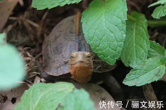 土土质|竹林下的1种土,是养花“极品土”,掺在盆里,啥花都能长得旺!