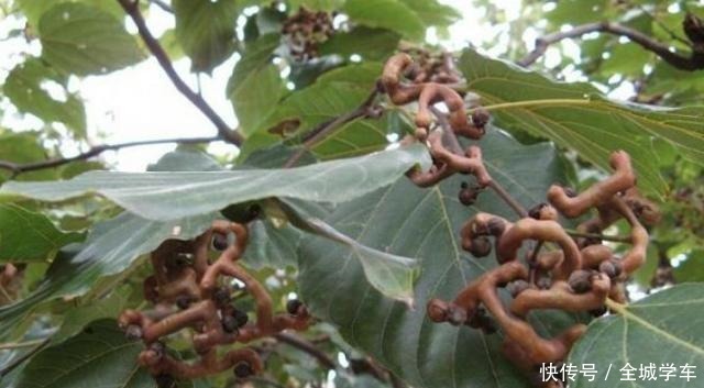 它就要成熟了,请别嫌弃果实小,记得采摘,目