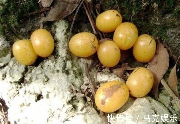 果皮|农村即将“消失”的野果子,吃过4种正常,全吃过的说明您真老了