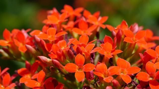 长寿花摆放禁忌|长寿花摆放禁忌有哪些做对这4点,长寿花苗壮开花多