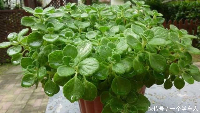 5种花好看又好养,叶片自带“香气”,每天闻一闻,提神又醒脑!