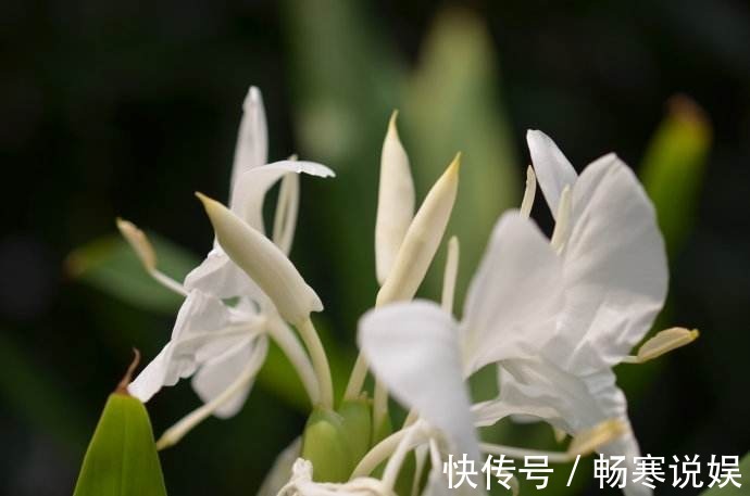 这花盛开似白蝴蝶翩翩飞舞，可惜只有农村才有，城里人花钱买不到