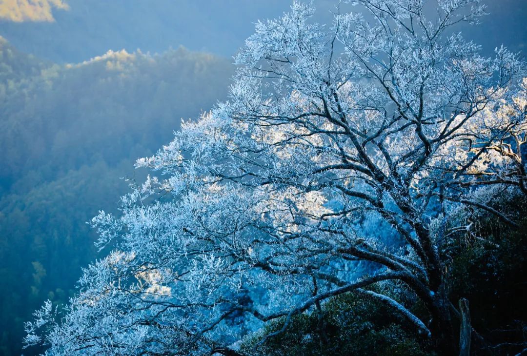 庆元县|不是初雪，胜似初雪，庆元雾凇，宛若仙境！