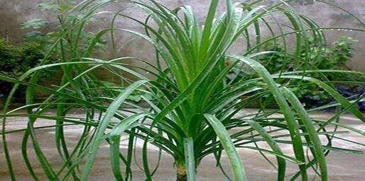 初冬逛花市，遇到3种花随便买，懒人都能养爆盆，过冬很简单