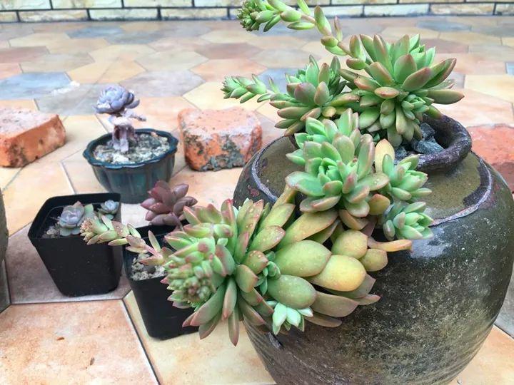 他用菜坛子种多肉，1分不花，呼呼长成“大米饭”！