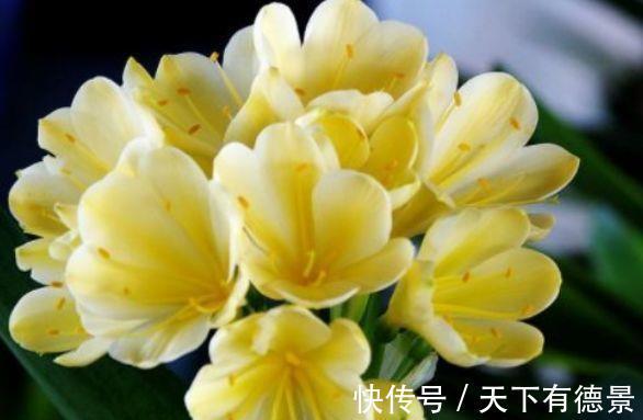 金鱼草|农历7月4日开始，养花养个耐看的，花姿妖娆，好活易爆盆