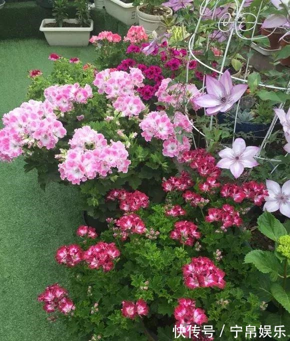 德利|1种花“人人爱”,耐旱好养,新手也能花开成球,一开300天!