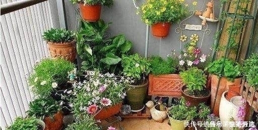 这种渣子别扔掉了,发酵下用来养花,比花肥好