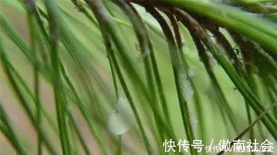 农村|农村的天然白糖，就长在松树上，还能治病，是个啥？
