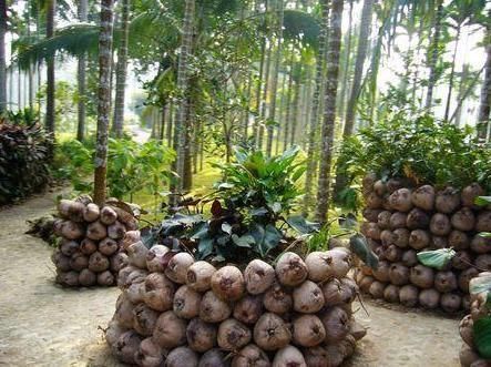 山竹吃完核别扔,埋进花盆此样做,分分钟变成超美的盆栽