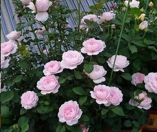 修剪|给月季喂点大补肥，15天冒出一圈笋芽，开出层叠群花！