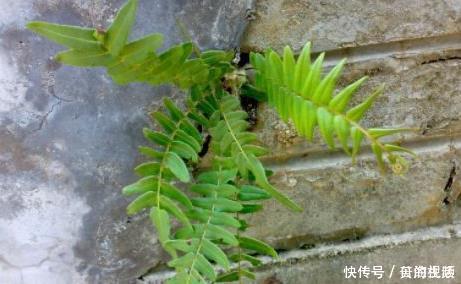 蜈蚣草|农村一神奇的“吸毒”野草，日常泡酒服用，祛风活血可治跌打损伤