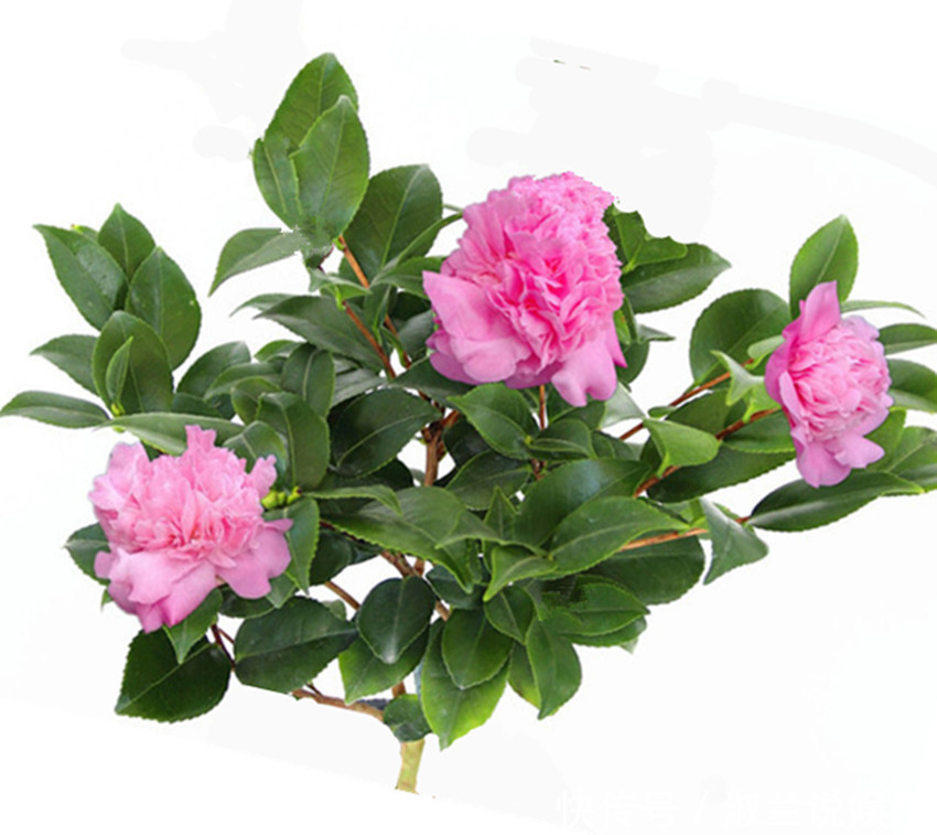 盆栽花卉三种肥不能用,一用掉叶又烂根,施肥要讲究科学