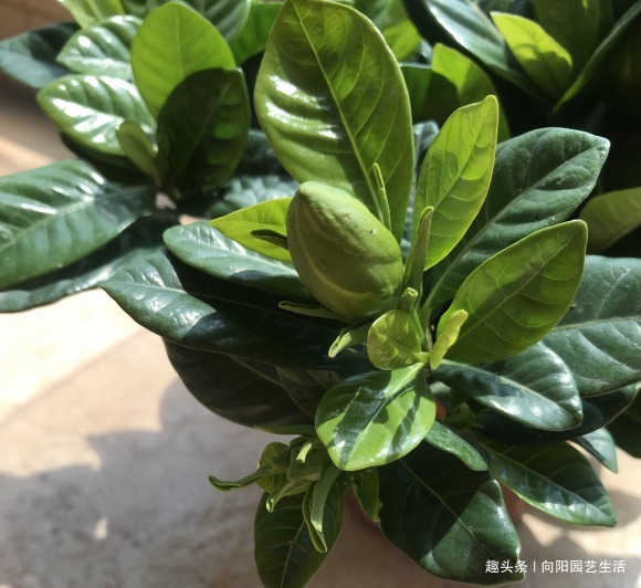 栀子花养爆开,学会“巧”用肥,浇“软水”,叶子墨绿,开花多