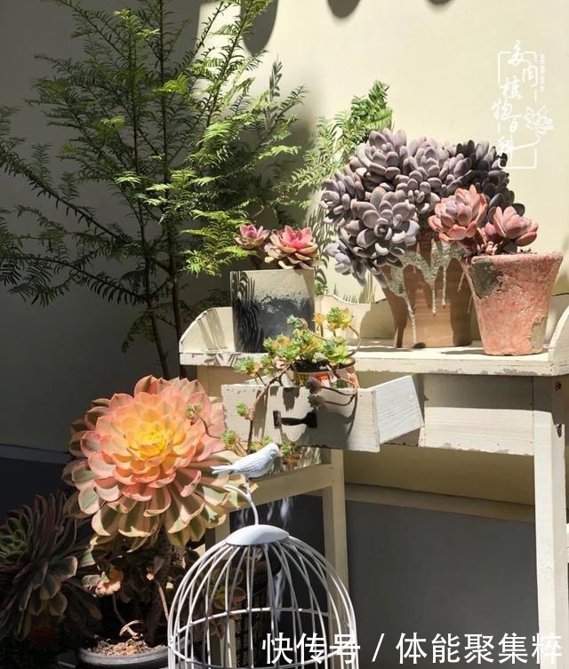 在茜的多肉小院里,花时间种快乐!在茜的多肉小院里,花时间种快乐!