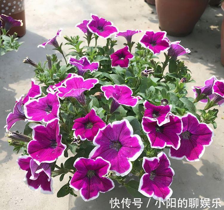 农历10月2日霜降后,养什么花?以下3种花,吉祥如意事事顺心