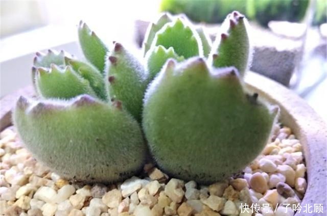 多肉熊童子养胖不难,做好3方面,小熊变胖熊!