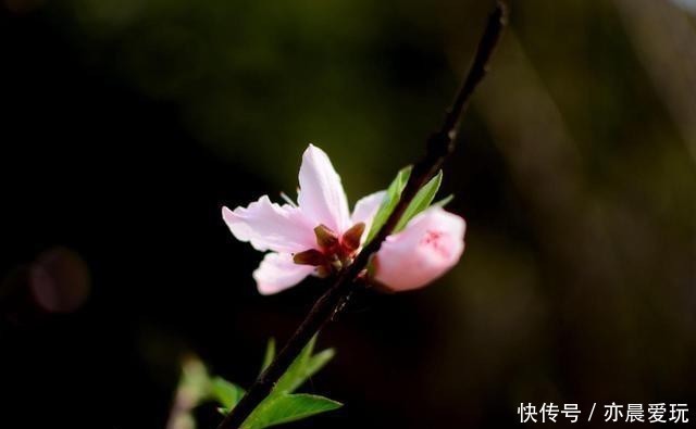 能量|花草体内开花能量“枯竭”,花苞会“诚实”告诉你