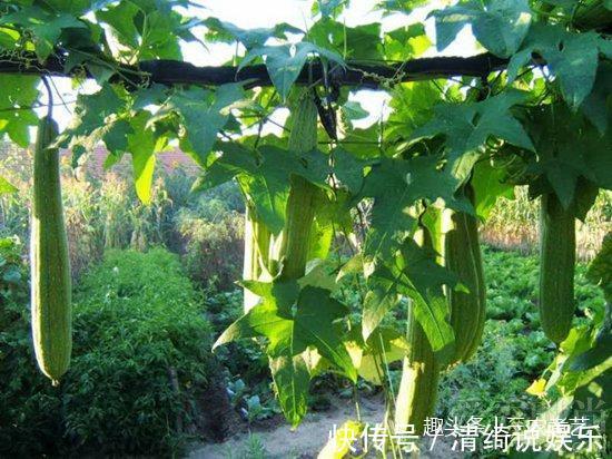 纲目拾遗|农村这种藤,很多人只知果能吃,却不知藤汁功效强还能卖钱