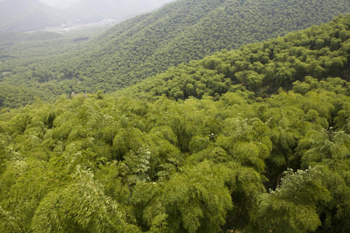 浙江人把竹海变成了4A景区，成龙的《卧虎藏龙》拍摄地，门票58元