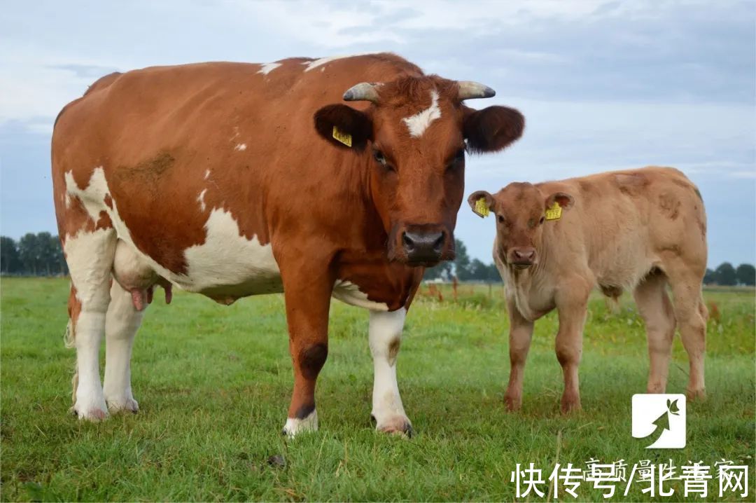 牛奶|喝牛奶时千万别吃它，对身体有大危害