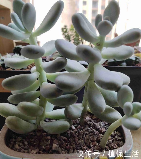 多肉植物|新手养多肉，从学会浇水开始，常见的两个问题，要学以致用