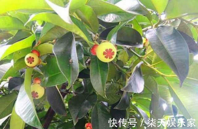 好吃|好吃的“山竹”别买了，在家种1棵，果子挂满树，多到吃不完，值