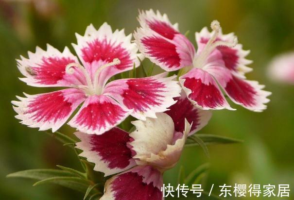 茶花|农历7月5号起,最适合养这些花,颜色鲜艳,每天都有好心情