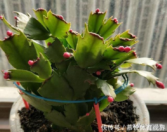 蟹爪兰|蟹爪兰叶子软塌，难复花，“根源”在这里，解决后重新饱满猛开花