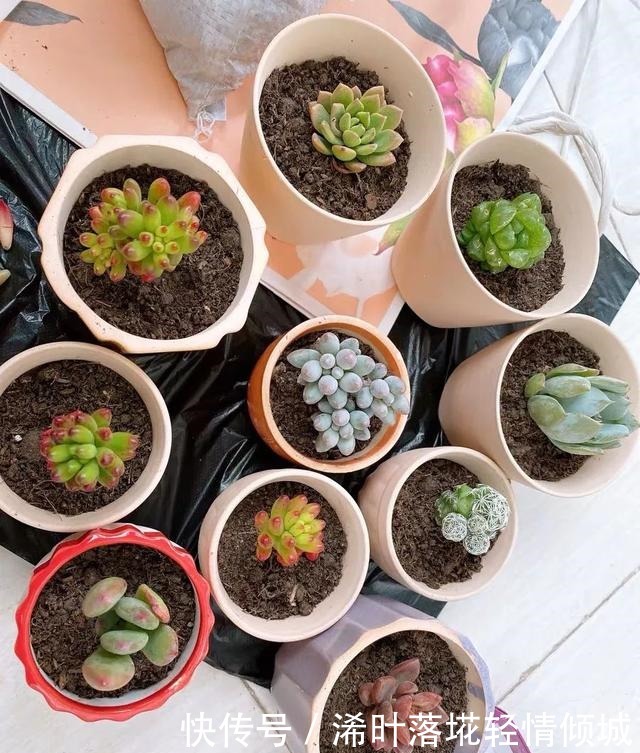 花盆|新手养多肉经常遇到的几个问题，早点知道，就能少走弯路