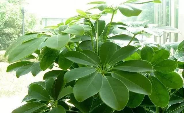 季节|这4种花,剪个枝插水里,10天就生根,当下季节最佳