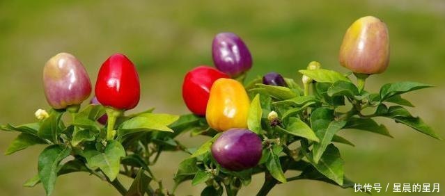 比花更美的辣椒,必须种一盆,色彩斑斓的辣椒,喜庆又美味