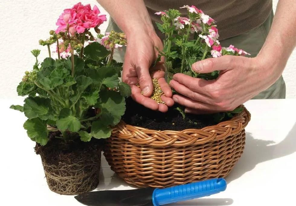 花盆|家庭养花的知识与技巧,你掌握了吗?