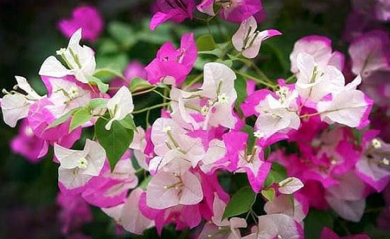 家里就养这“4种花”,漂亮好养又便宜,四季开花不断,满屋飘香