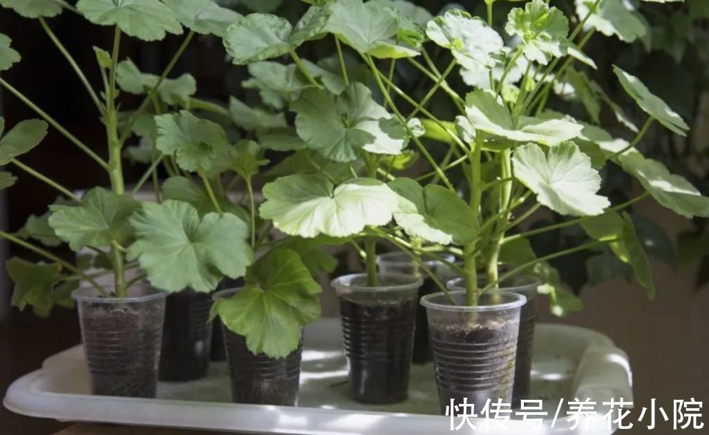10月以后，6种花还能照常扦插，而且不容易腐烂