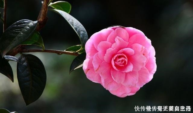 空气湿度|茶花掉花苞的原因,藏在一句“顺口溜”里,古人的经验,值得借鉴!