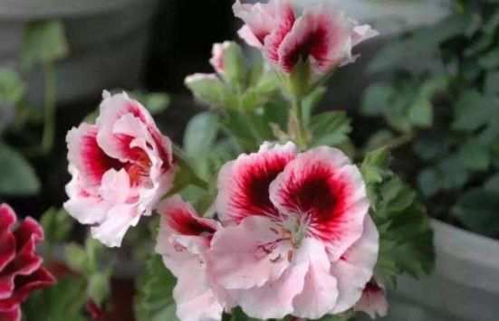 几款花卉,开花幽香暗淡,花型圆滚惹人爱,值得拥有