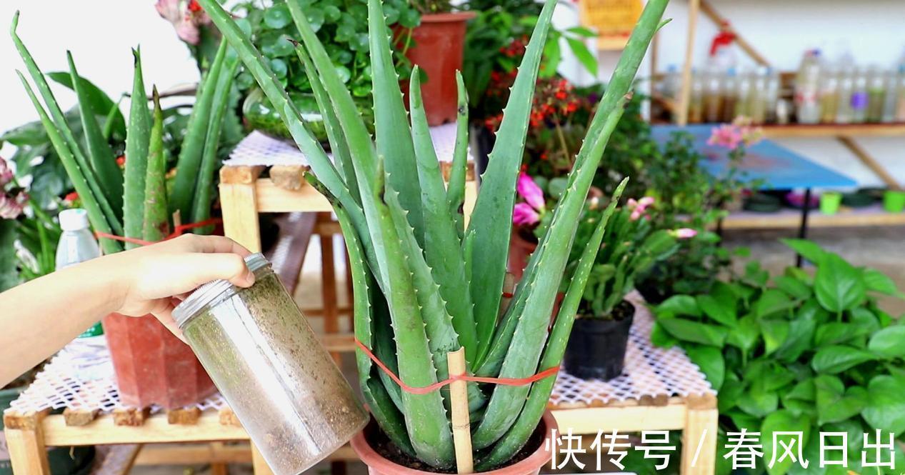 芦荟有什么用途？养护存在哪些方法技巧？