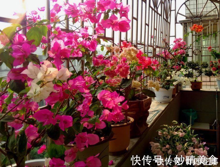 家养3种花,让它们“交接班”,一年开花365天,阳台变花海