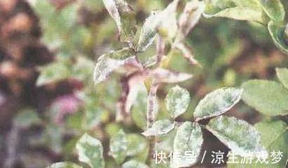 植物|新手养花的常见几个误区，为什么会让植物致命