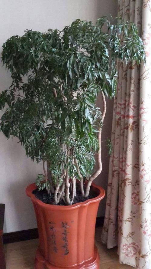 百合竹|这5种“客厅小森林”的绿植，好看又有森林感，家里满满in风