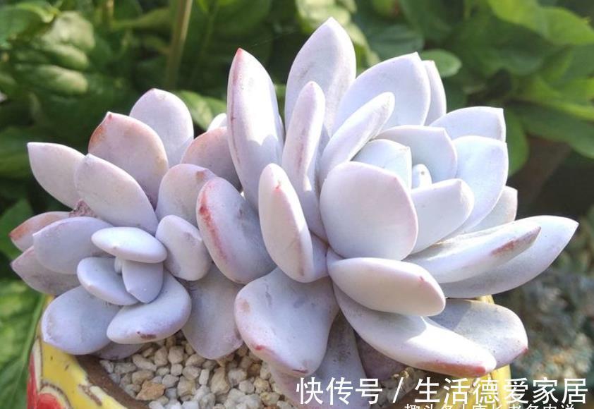 肉友|入秋后，多肉如果出现4种现象，说明它们已经睡醒，可以正常养护