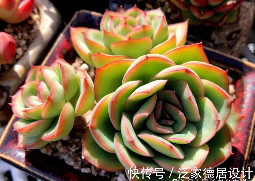 颗粒|平常翠翠红红,出状态之后妖妖艳艳,这种多肉名字还好听,叫晨露