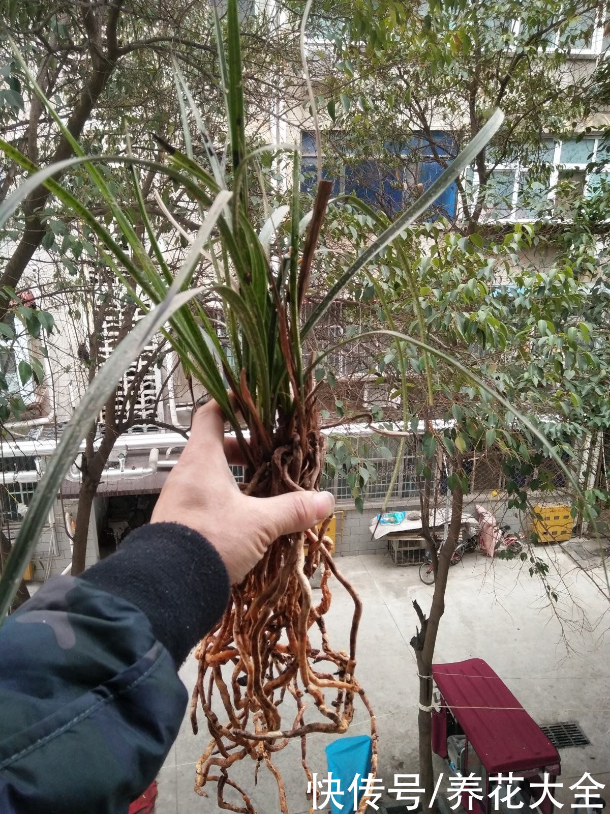 养花换个方法,直接插水里养,干净长得快